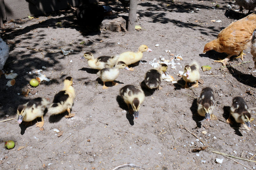  - 03 Rate lesesti 2019