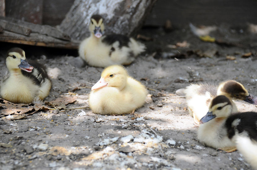  - 03 Rate lesesti 2019