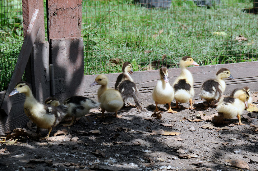  - 03 Rate lesesti 2019