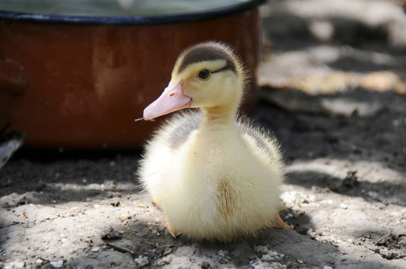  - 03 Rate lesesti 2019