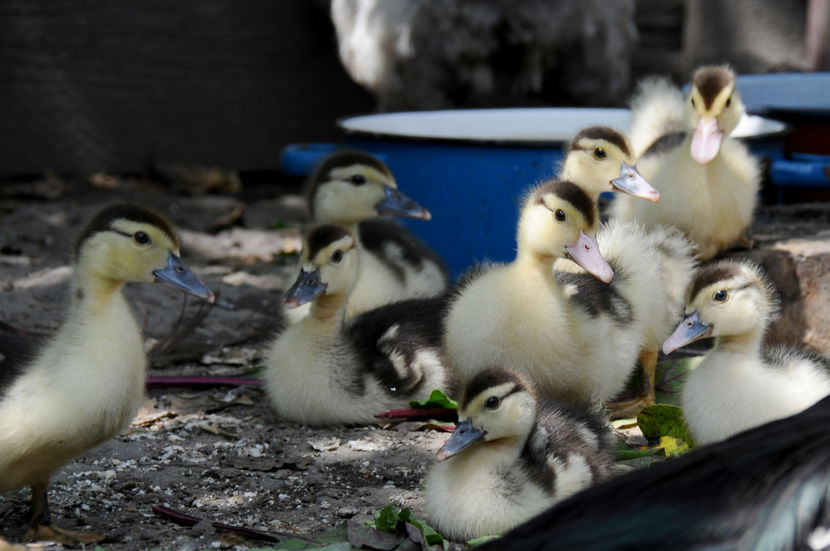  - 03 Rate lesesti 2019