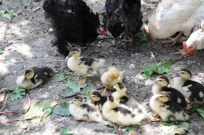  - 03 Rate lesesti 2019