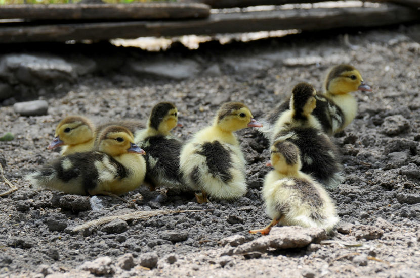  - 03 Rate lesesti 2019