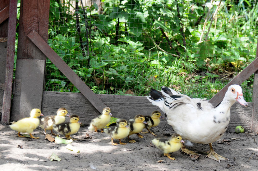  - 03 Rate lesesti 2019