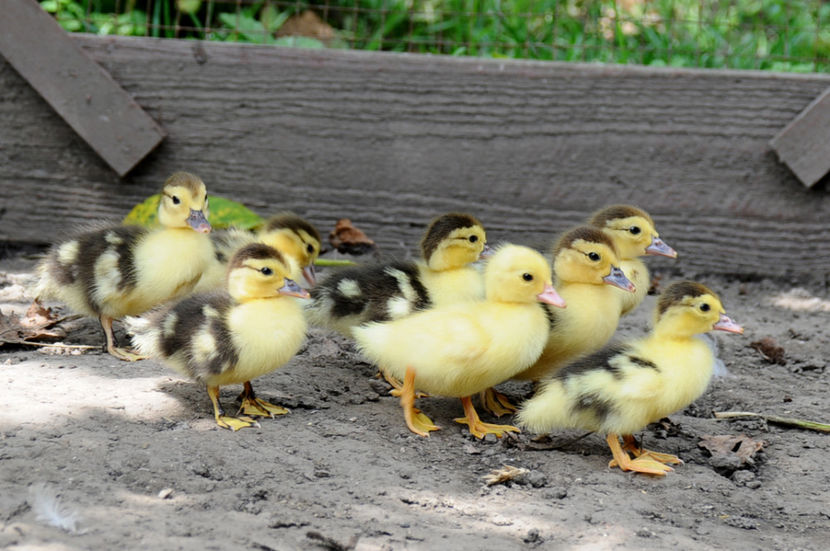  - 03 Rate lesesti 2019