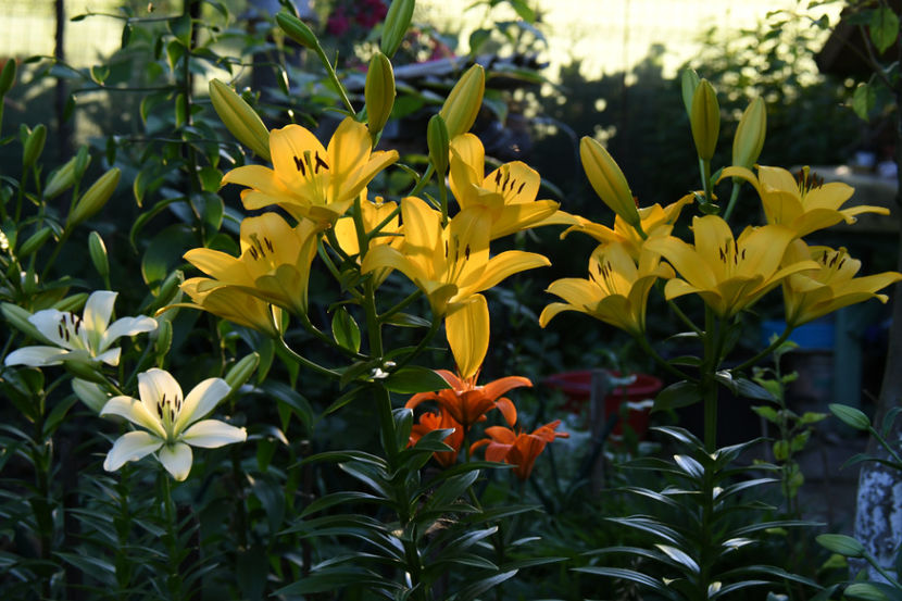  - 04 Gradina de flori 2019