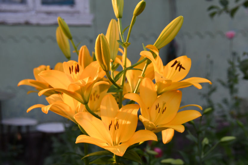  - 04 Gradina de flori 2019