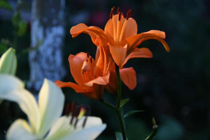  - 04 Gradina de flori 2019