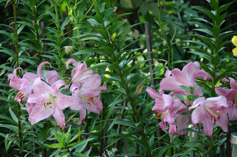  - 04 Gradina de flori 2019