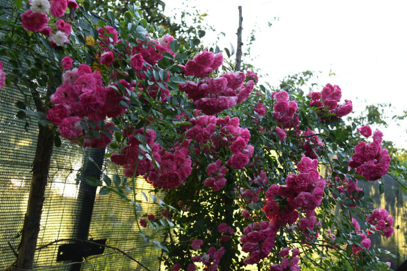  - 04 Gradina de flori 2019