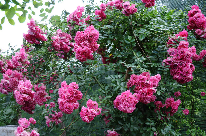  - 04 Gradina de flori 2019