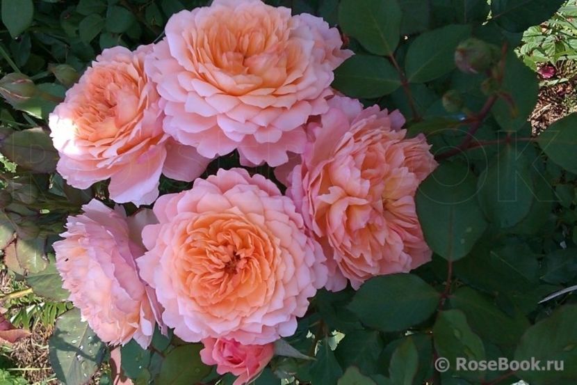 Roza-kustarnikovaya-Andre-TurkatAndre-Turcat - ANDRE TURCAT