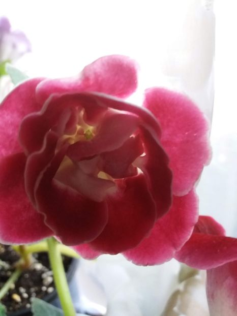  - gloxinia 2019