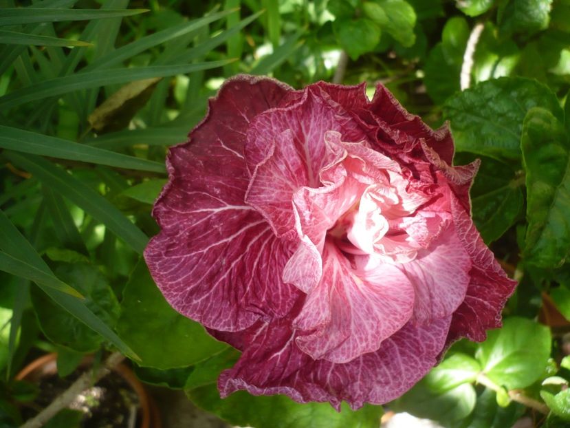 P1420255 - HIBISCUSI 2019-2
