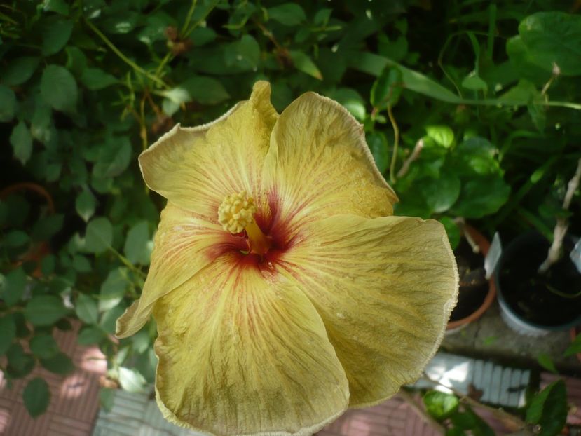 P1420256 - HIBISCUSI 2019-2