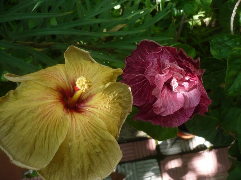 P1420257 - HIBISCUSI 2019-2