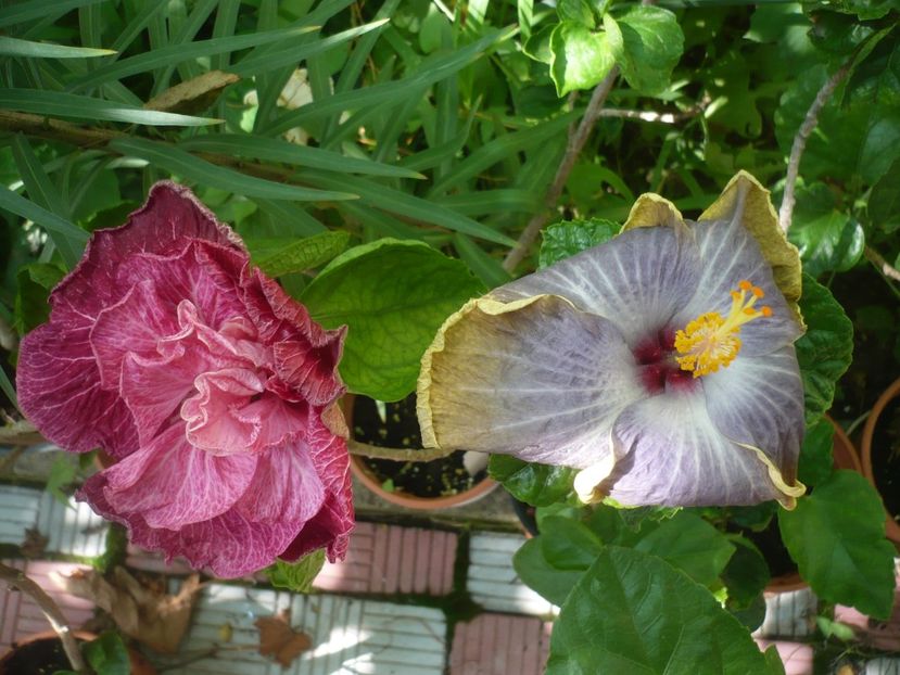 P1420259 - HIBISCUSI 2019-2