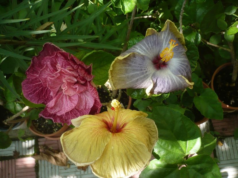 P1420260 - HIBISCUSI 2019-2