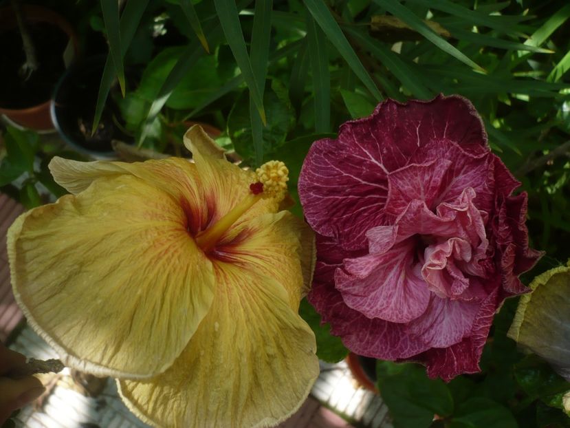 P1420261 - HIBISCUSI 2019-2