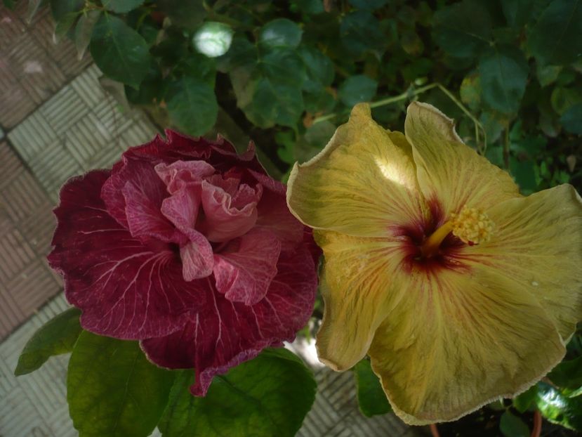 P1420265 - HIBISCUSI 2019-2