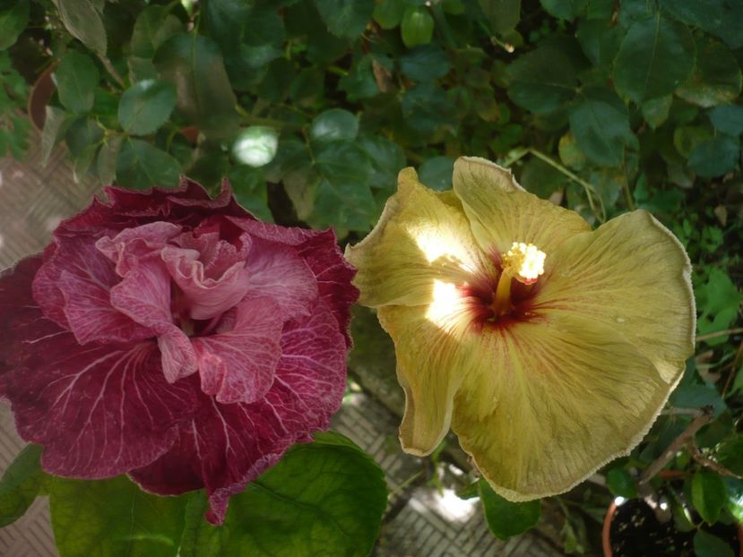 P1420266 - HIBISCUSI 2019-2
