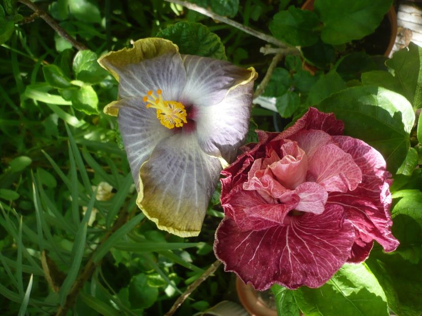 P1420268 - HIBISCUSI 2019-2