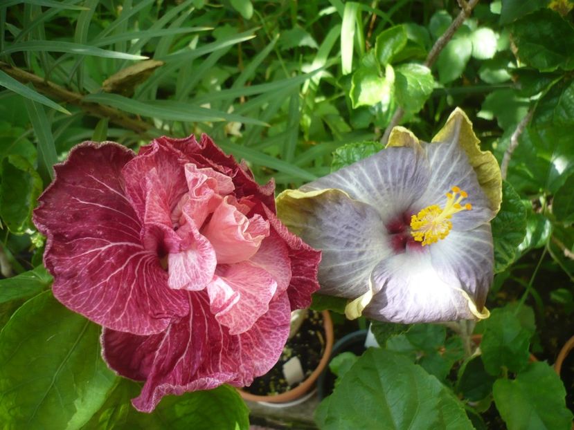 P1420269 - HIBISCUSI 2019-2