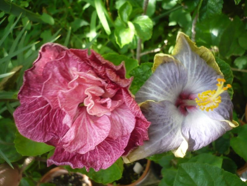 P1420270 - HIBISCUSI 2019-2