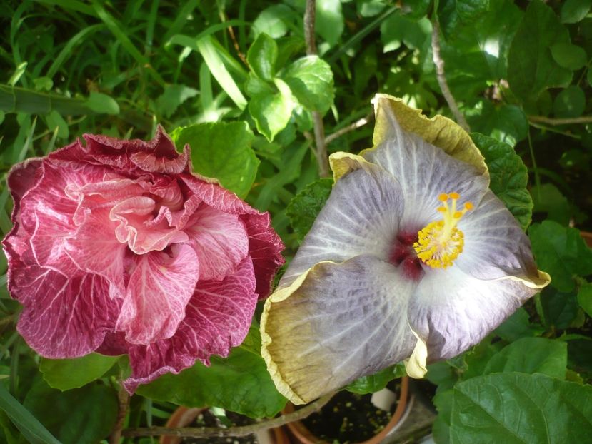 P1420271 - HIBISCUSI 2019-2