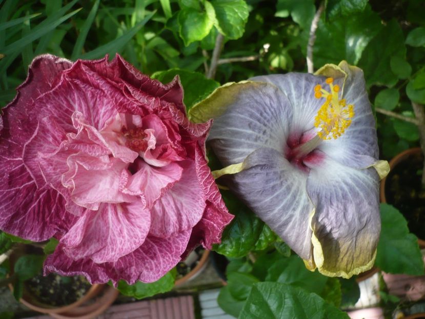 P1420272 - HIBISCUSI 2019-2