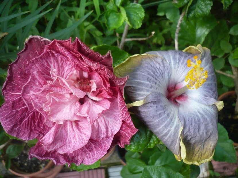 P1420273 - HIBISCUSI 2019-2
