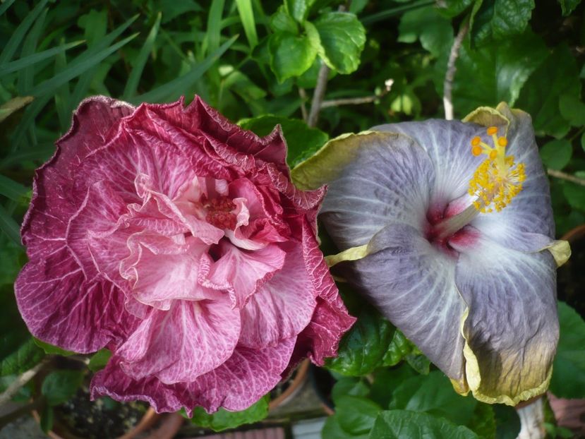 P1420274 - HIBISCUSI 2019-2
