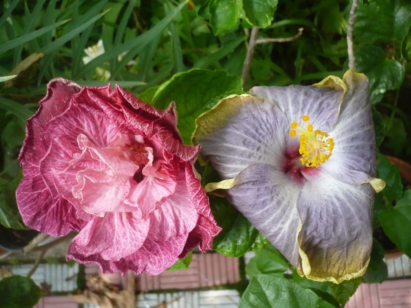 P1420275 - HIBISCUSI 2019-2