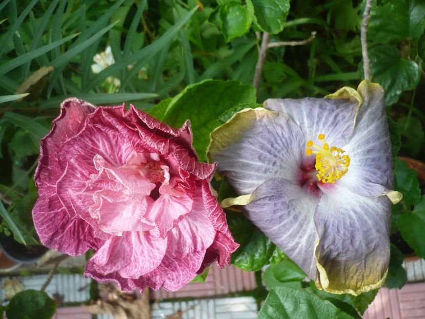 P1420276 - HIBISCUSI 2019-2
