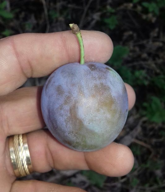 Codita lunga si subtire , se tine destul de bine fructul , prezinta un mic con in partea superioara - Goldan