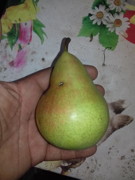 25 iulie 2019 bune de mancat - Păr de la dl Gigi