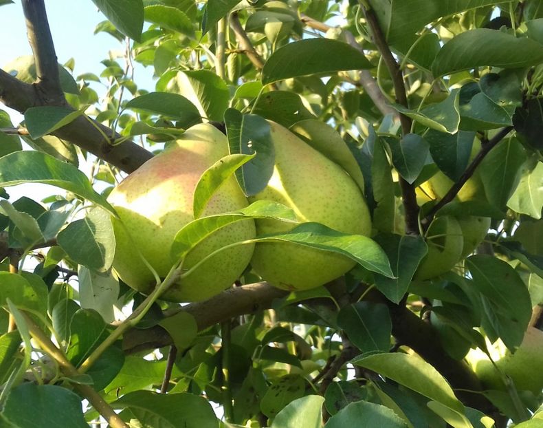 Anul 2 de fructificare nu a legat foarte multe - Păr de la dl Gigi