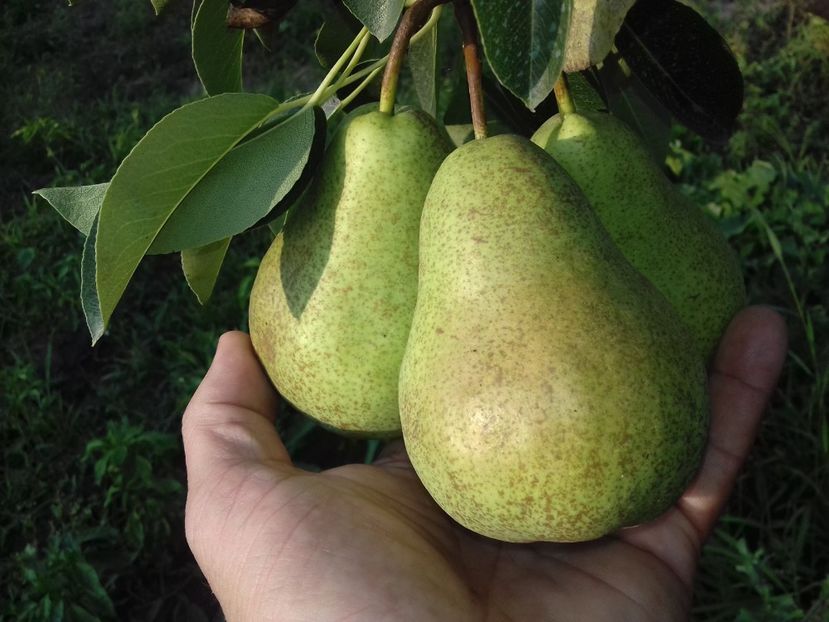 25 iulie , acum u deva la 200 gr , va trebui sa sustin crenguta sa nu se rupa - Ilonka