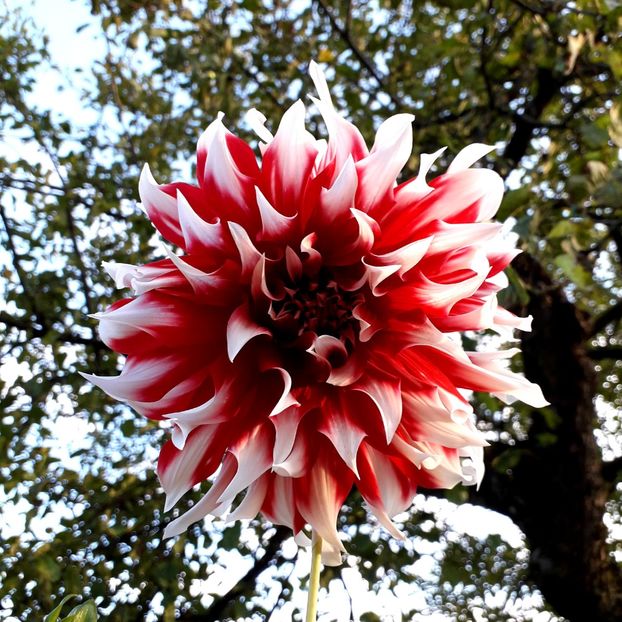  - AAAA_DALII 2015_2017_2018_2019_2020_2023