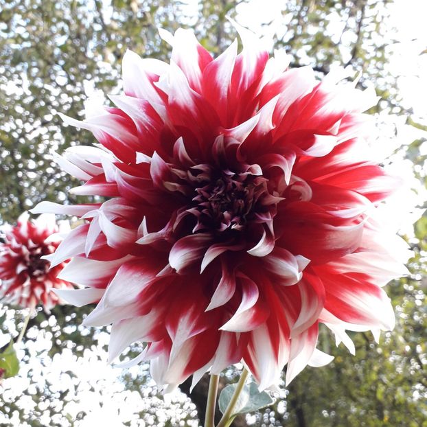  - AAAA_DALII 2015_2017_2018_2019_2020_2023