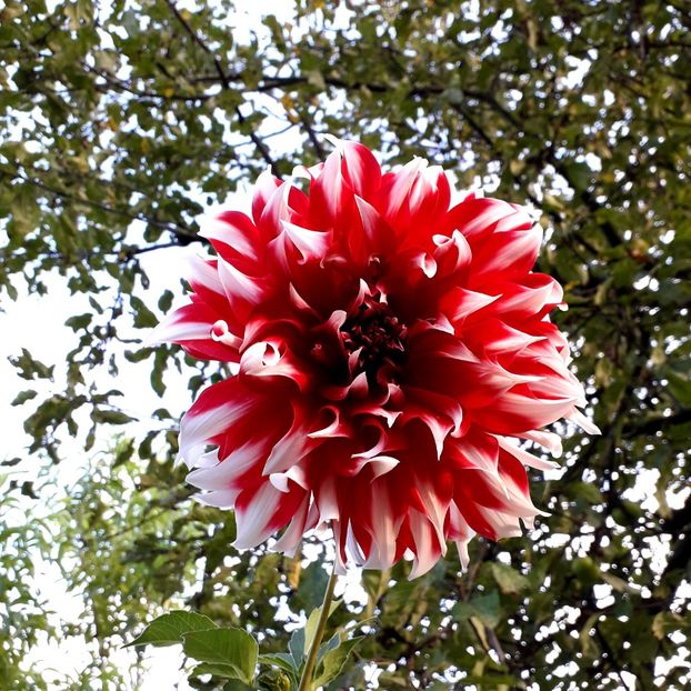  - AAAA_DALII 2015_2017_2018_2019_2020_2023