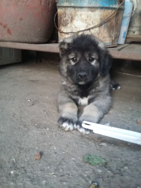 Haiduc - Ciobanesc Carpatin