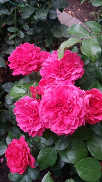 Red leonardo - Gradina 2019