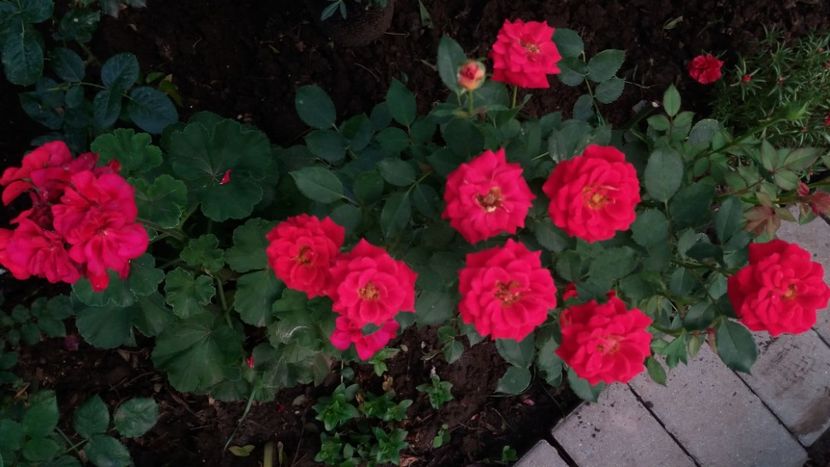 Mini dimov - Gradina 2019