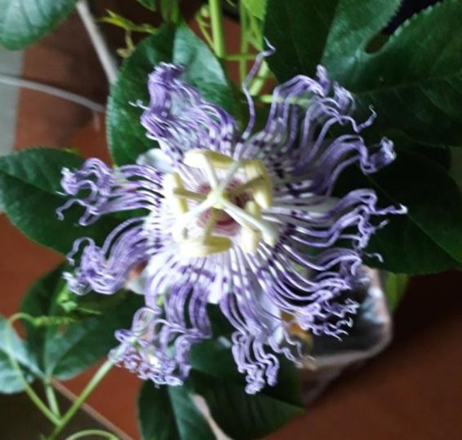 Pasiflora Incarnata - Passiflora