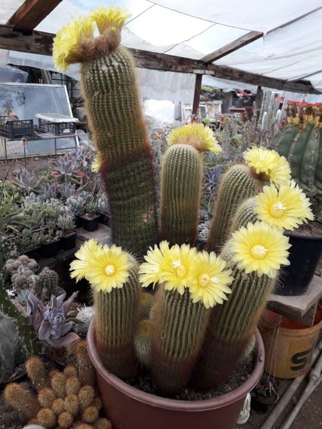 Eriocactus Leninghausi - Cactusi înfloriti 2019