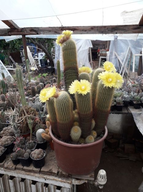 Eriocactus Leninghausi - Cactusi înfloriti 2019
