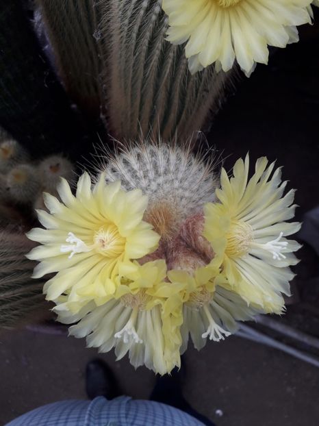 Eriocactus Leninghausi - Cactusi înfloriti 2019