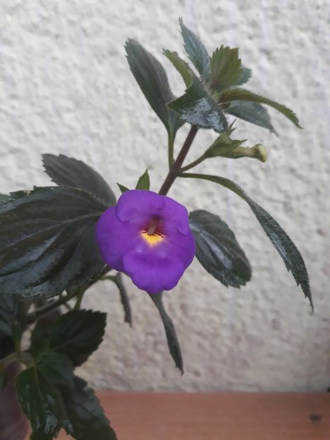  - R19 - RF s Skinerii