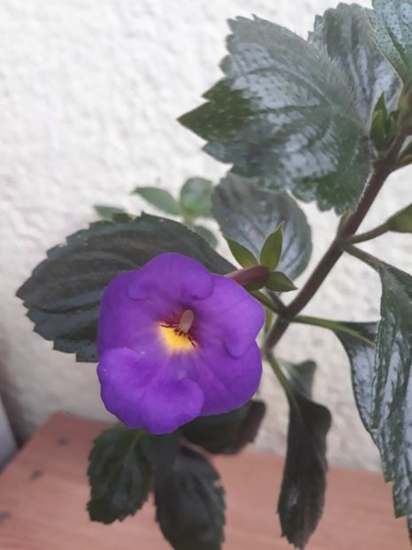  - R19 - RF s Skinerii